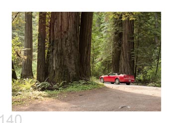 Redwood Natl. and State Parks, California, USA.