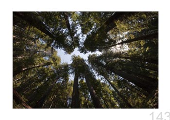 Redwood Natl. and State Parks, California, USA.