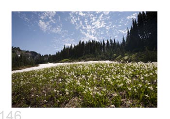 Mount Rainier Natl. Park, Washington, USA.