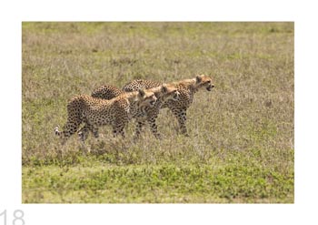 Serengeti Natl. Park, Tanzania.