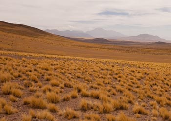 Nearby Laguna Miscanti, Chile.