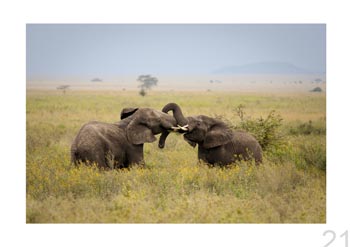 Serengeti Natl. Park, Tanzania.