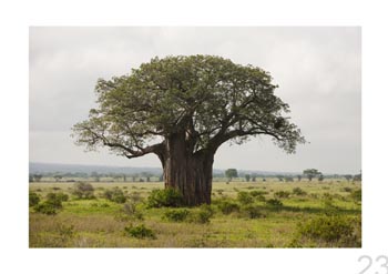 Tarangire Natl. Park, Tanzania.