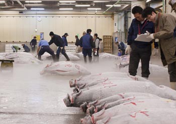 Tsukiji fish market, Tokyo, Japan.