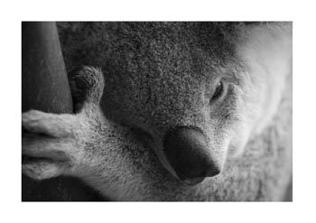 Australian Zoo, Queensland, Australia.